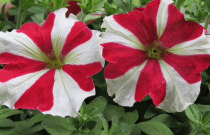 Petunias