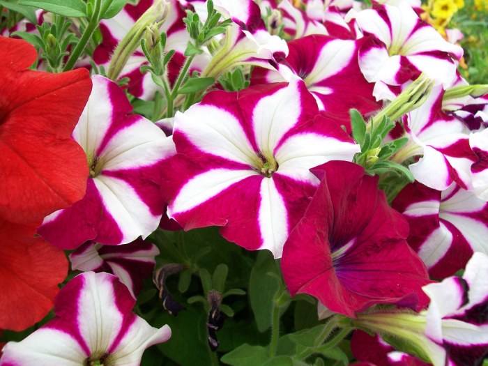 Petunia stripe