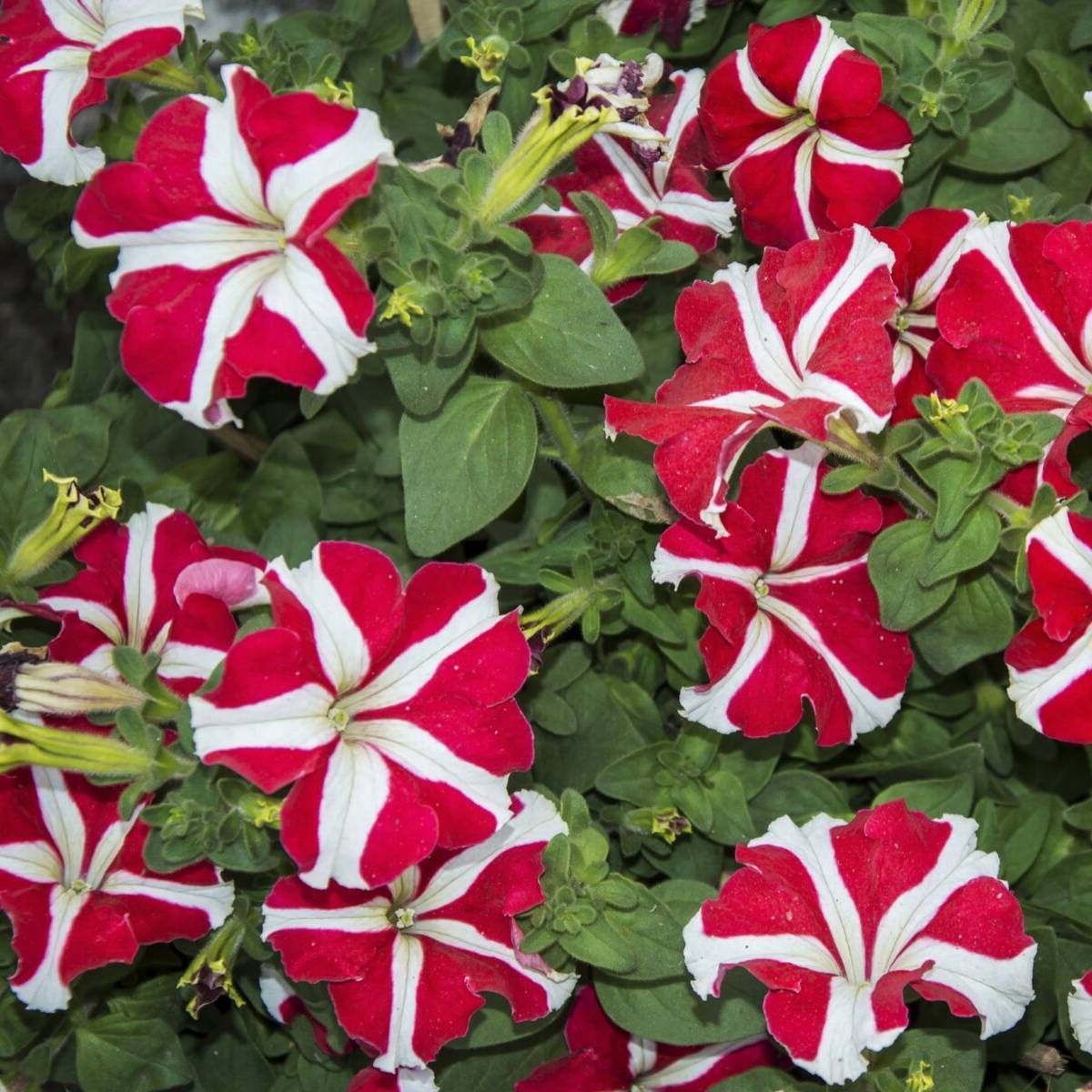 Red and white striped petunias