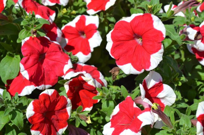 Red and white striped petunias