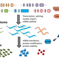 Pogil gene expression translation answers