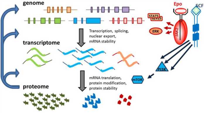 Pogil gene expression translation answers