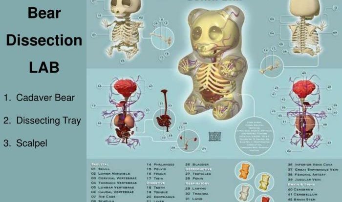 Gummy bear dissection lab answer key