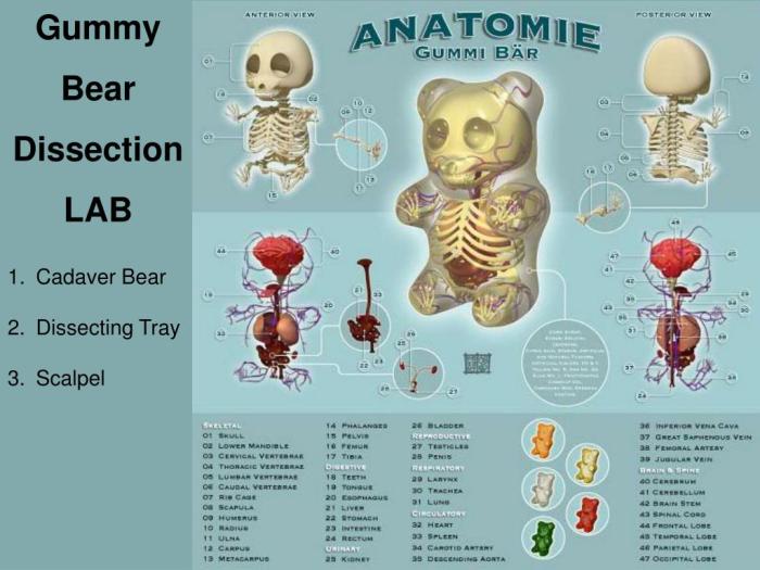 Gummy bear dissection lab answer key