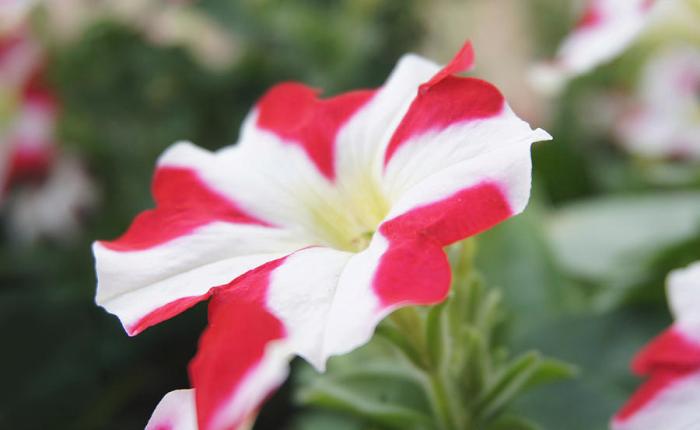 Red striped flowers petunia petunias beautiful stock garden depositphotos stripes google