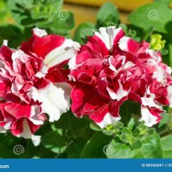 Striped petunia red petunias star plant gardens headliner