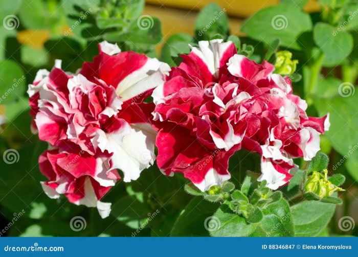 Striped petunia red petunias star plant gardens headliner