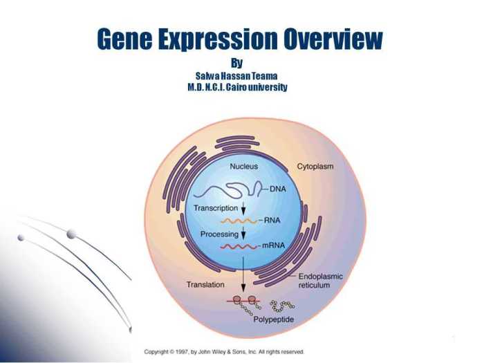 Pogil gene expression translation answers