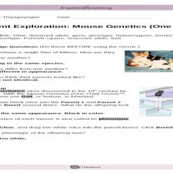 Student exploration mouse genetics one trait gizmo answer key