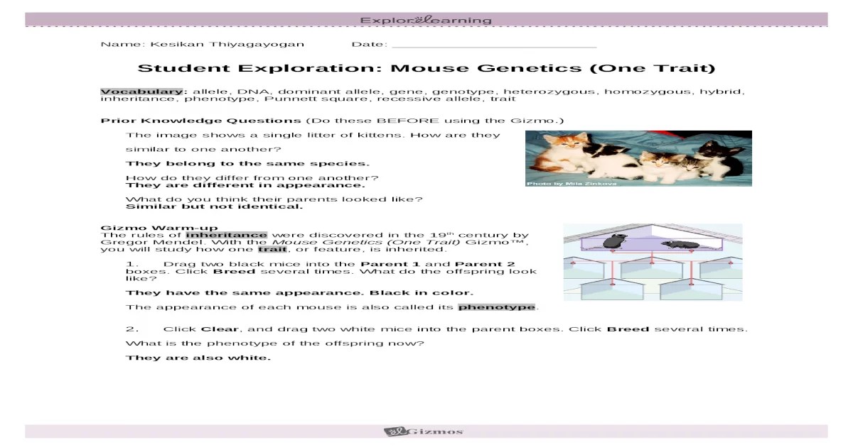 Student exploration mouse genetics one trait gizmo answer key