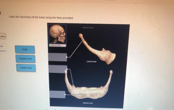 Label the structures of the bone using the hints provided