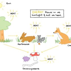 Energy flow in ecosystems worksheet pdf answers