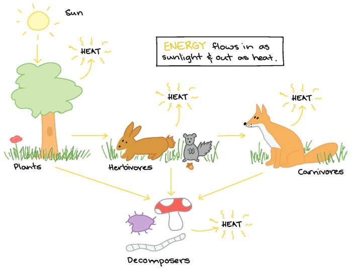 Energy flow in ecosystems worksheet pdf answers