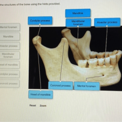 Bone labeling anatomy long worksheet skeleton physiology exploringnature