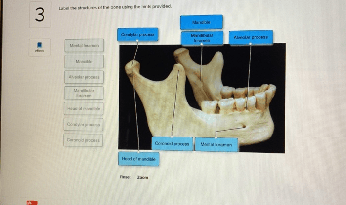 Bone labeling anatomy long worksheet skeleton physiology exploringnature