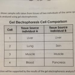 Amoeba sisters video recap pedigrees answer key quizlet